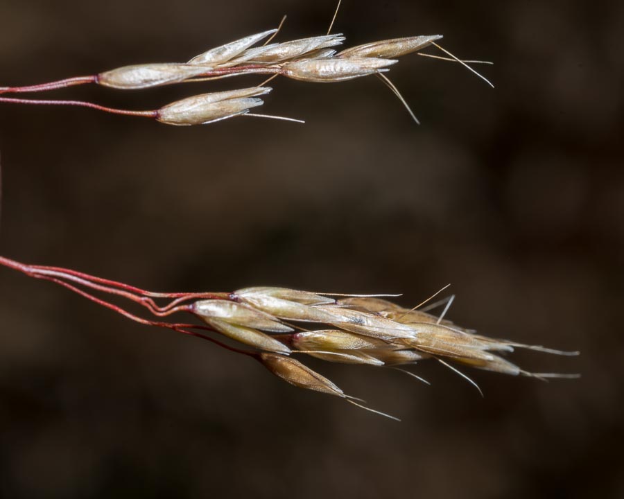 Avenella flexuosa / Migliarino capellino